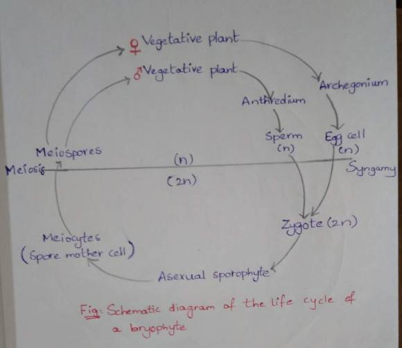 Bryophyte life cycle
