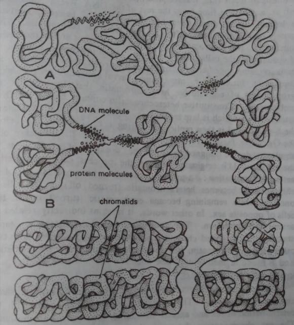 Molecular structure of chromosome