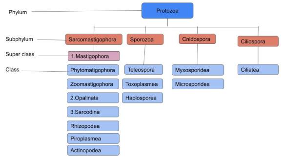 Protozoa classification