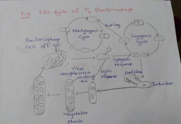 T4 bacteriophage life cycle