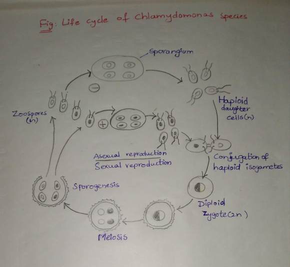 Chlamydomonas life cycle