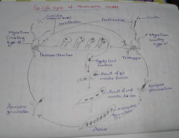 neurospora crassa life cycle