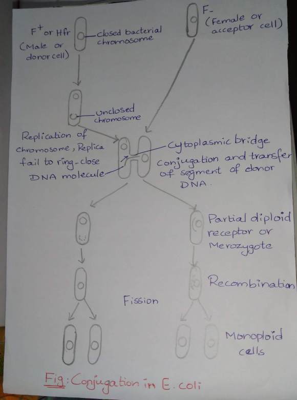 Life cycle of E.coli