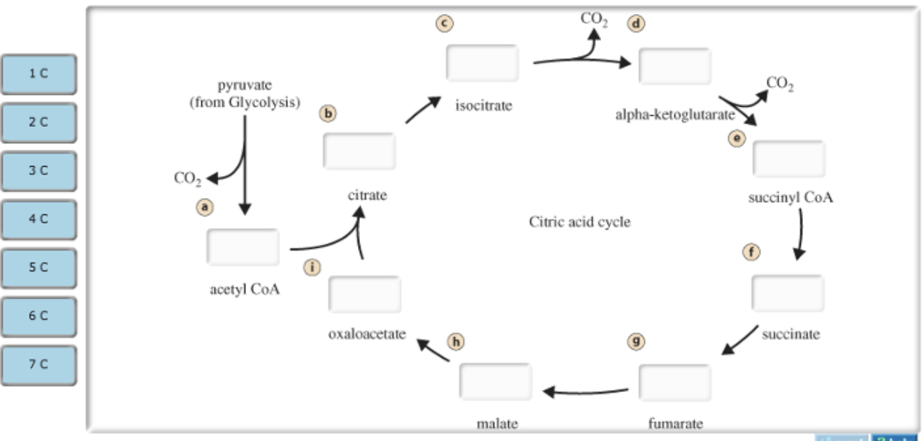 Part A Carbon atoms in acetyl CoA formation and the citric acid cycle