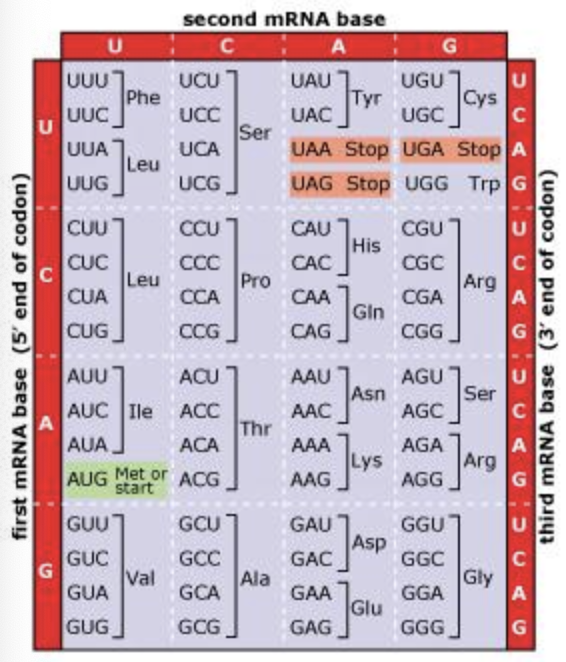 The diagram below shows an mRNA molecule that encodes a protein with ...