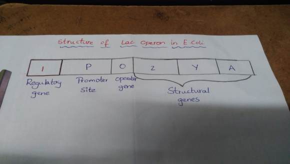 Structure of Lac operon