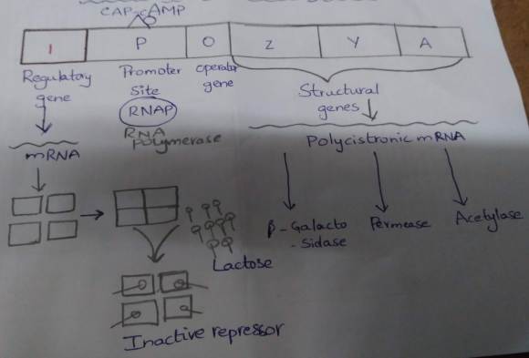 Lac operon concept