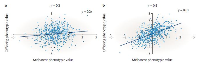 h = 0.2 h = 0.8 y = 0.2x y = 0.8x 3 Offspring phenotypic value Offspring phenotypic value 3 Midparent phenotypic value Midpar
