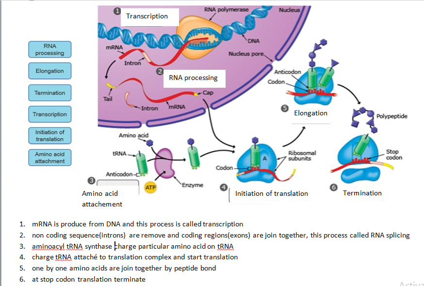 RNA Processing Elongation Termination Transcription Initiation Of ...