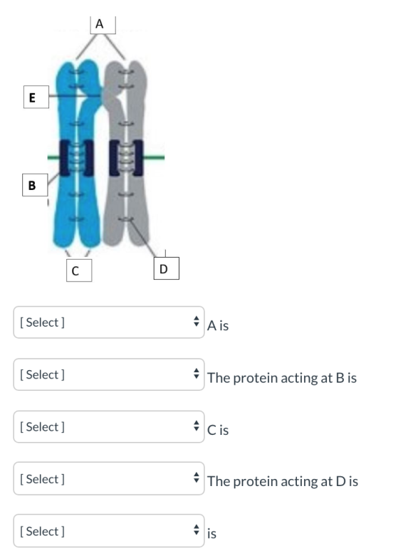 A E B HA С D [ Select] A is [ Select] The protein acting at B is [ Select] & cis [ Select] The protein acting at Dis [Select