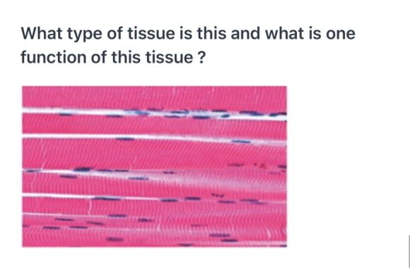 What type of tissue is this and what is one function of this tissue ?