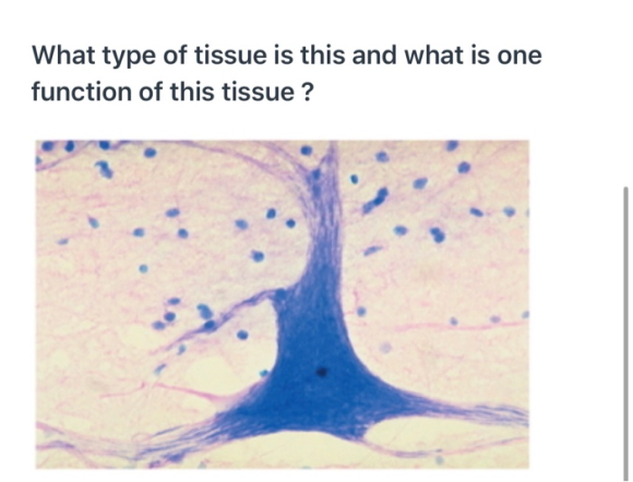 What type of tissue is this and what is one function of this tissue ?