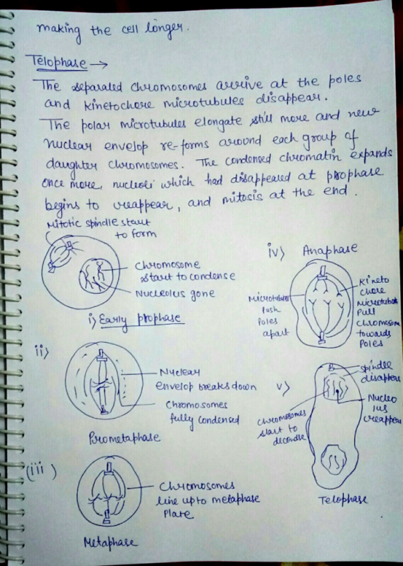 What are the stages of mitosis Biology Diagrams