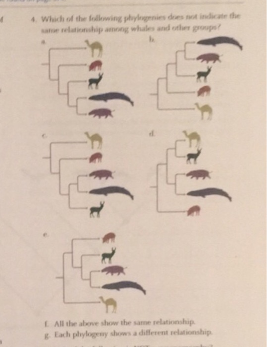 f 4, which of the following phylogrnies does not indicate the same relationship among whales and otlier groups? E All the above show the same relationship g Each phylogeny slows a different relationship