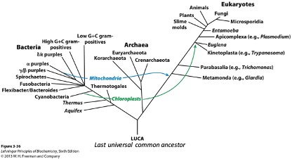 Animals Eukaryotes Plants Fungi Slime Microsporidia molds Entamoeba Low G+Cgram- Apicomplexa le... Plasmodium) High GC gram p