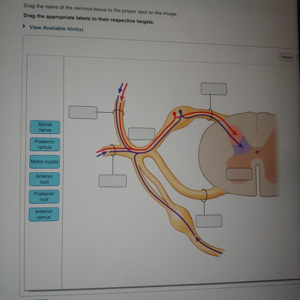 Drag the name of the nervous tissue to the proper spot on the image. Drag the appropriate labels to their respective targets.