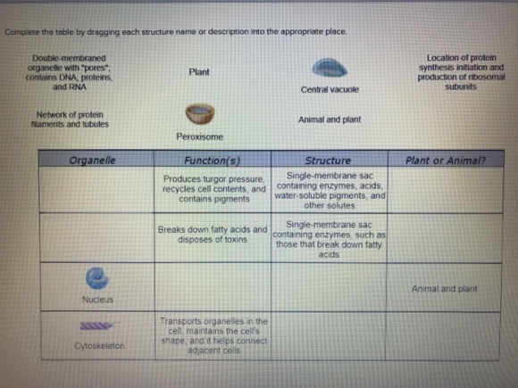 Complete the table by dragging each structure name or description into the appropriate place Double-membraned organelle with pores contains DNA, proteins Location of protein synthesis initiation and production of ribosomal subunits Plant and RNA Central vacuole Network of protein filaments and tubules Animal and plant Peroxisome Organelle Function (S) Plant or Animal? Structure Single-membrane sac water-soluble pigments, and Produces turgor pressure, containing enzymes, acids recycles cell contents, and s pigments other solutes Breaks down fatty acids and containing enzymes, such as disposes of toxins those that break down fatty acids Animal and plant Nucleus Transports organelles in the cell, maintains the cells shape, and it helps connect adjacent cells Cytoskeleton