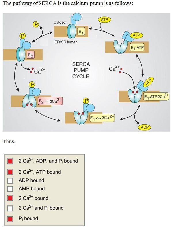 The Sarcoplasmic Reticulum Ca2 ATPase (SERCA) Pumps Ca2 Out Of The ...