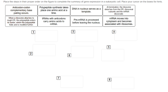 Place the steps in their proper order on the figure to complete the summary of gene expression in a eukaryotic cell. Place your cursor on the boxes for h nts. At termination, the ribosome Polypeptide synthesis takes Anticodon-Codon DNA in nucleus serves as a detaches from the ER, ribosomal place one amino acid at a complementary base template subunits and the mRNA. pairing occurs. time. dissociate When a ribosome attaches to tRNAs with anticodons mRNA moves into Pre-mRNA is processed rough ER, the polypeptide enters carry amino acids to cytoplasm and becomes its lumen, where the polypeptide before leaving the nucleus. mRNA associated with ribosomes. folds and is modified further.