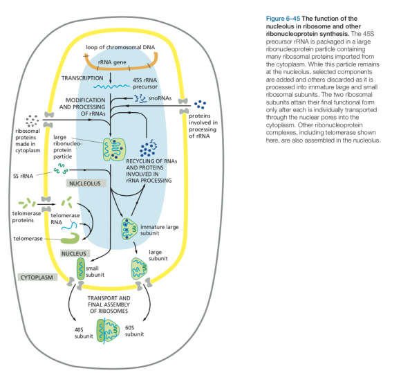 Figure 6-45 The function of the nucleolus in ribosome and other ribonucleoprotein synthesis. The 45S precursor rRNA is packaged in a large ribonucleoprotein particle containing many ribosomal proteins imported from the cytoplasm. While this particle remains at the nucleolus, selected components are added and others discarded as it is processed into immature large and small ribosomal subunits. The two ribosomal subunits attain their final functional fomm only after each is individually transported through the nuclear pores into the cytoplasm. Other ribonucleoprotein complexes, including telomerase shown here, are also assembled in the nucleolus loop of chromosomal DNA rRNA gene TRANSCRIPTION 45S rRNA precursor MODIFICATION AND PROCESSING OF rRNAs proteins involved in processing of rRNA ribosomal proteins made in cytoplasm protein large ribonucleo- particle RECYCLING OF RNAs AND PROTEINS INVOLVED IN RNA PROCESSING 5S rRNA NUCLEOLUS telomera telomerase proteins RNA immature large subunit telomerase arge subunit NUCLEUS subunit CYTOPLASM TRANSPORT AND FINAL ASSEMBLY OF RIBOSOMES 40S subunit 60S subunit