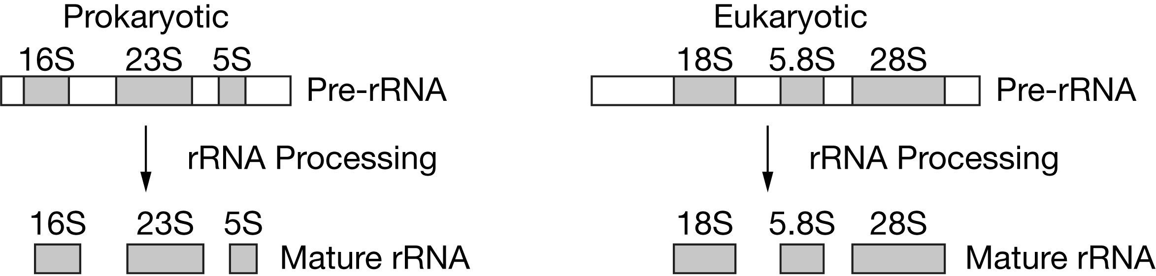 The figure presents a diagram with two halves that together compare Prokaryotic with Eukaryotic r R N A processing. Each half of the diagram has 2 rows; row 1 is labeled Pre r R N A, and row 2 is labeled Mature r R N A. For each type of organism, Row 1 consists of a rectangle that is divided into alternating white and shaded segments. For the Prokaryotic half of the diagram, the pre r R N A rectangle consists of a white segment, followed by a shaded segment labeled 16 S, followed by a white segment, followed by a shaded segment labeled 23 S, followed by a white segment, followed by a shaded segment labeled 5 S, followed by a white segment. An arrow labeled r R N A Processing points from the pre r R N A to three individual shaded segments of mature r R N A that are labeled 16 S, 23 S, and 5 S. For the Eukaryotic half of the diagram, the pre r R N A rectangle consists of a white segment, followed by a shaded segment labeled 18 S, followed by a white segment, followed by a shaded segment labeled 5.8 S, followed by a white segment, followed by a shaded segment labeled 28 S, followed by a white segment. An arrow labeled r R N A Processing points from the pre r R N A to three individual shaded segments of mature r R N A that are labeled 18 S, 5.8 S, and 23 S.