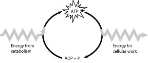 Energy from catabolism Energy for cellular work ADPP