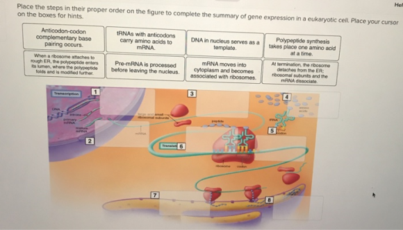 Hel Place the steps in their proper order on the figure to complete the summary of gene expression in a eukaryotic cell, Plac