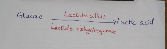 Lactic acid fermentation