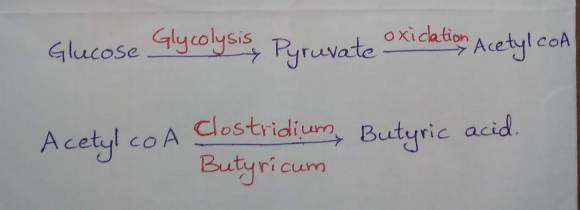 Butyric acid fermentation